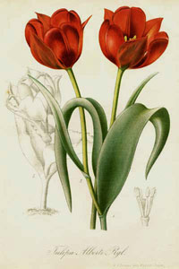 Тюльпаны, с оригинальной литографии 1890 г.