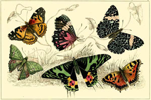 Бабочки. С оригинальной гравюры 1836 г.