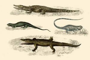 Крокодилы,  с оригинальной гравюры 1836 г.