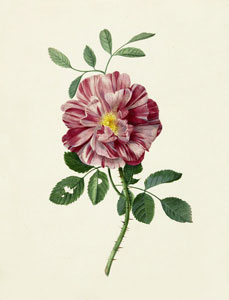 Роза, с оригинальной акварели XIX века