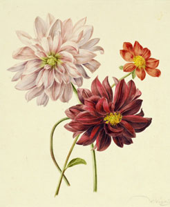 Цветы. с оригинаьной акварели 1780 г.
