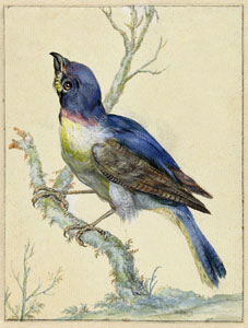 Редкие птицы Европы, с акварели 1779 г.