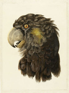 Попугай, с оригинальной акварели 1738  г.