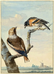 Редкие птицы Европы, с акварели 1779 г.