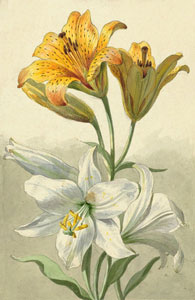 Лилии, с оригинальной акварели 1820 г.
