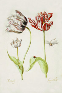 Тюльпаны.  с оригинальной  акварели 18 века.