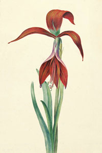 Лилия, с оригинальной акварели 1823 г.