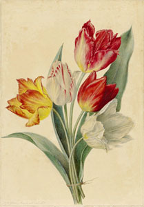 Тюльпаны.  с оригинальной  акварели 19 века.