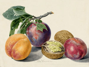 Персики, слива и грецкий орех, с акварели XVIII века