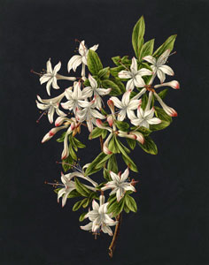 Цветы, с акварели 1830 г.