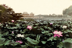 Токио. Парк цветущих лотосов.  Япония 1868-1912
