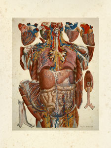 Анатомия, с оригинальной литографии 1890 г.